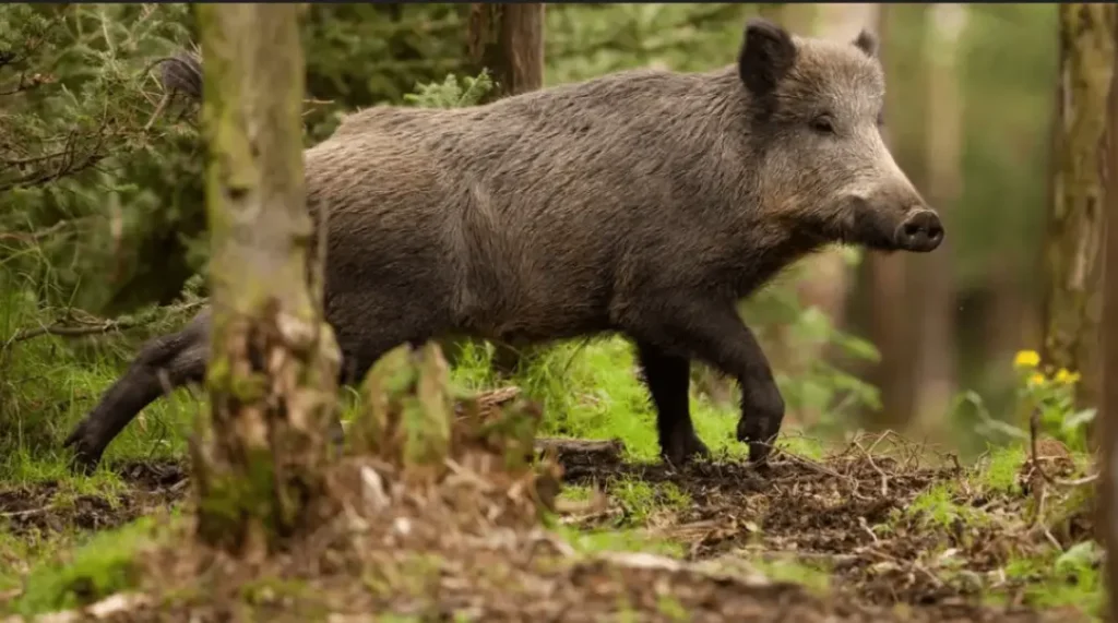 Human Animal Conflicts in Kerala