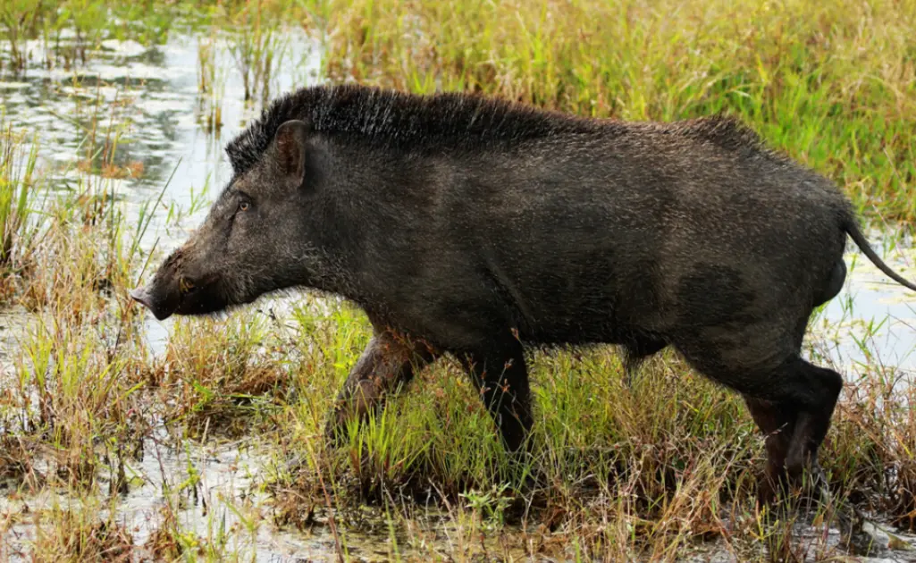 Wild boar in Kerala